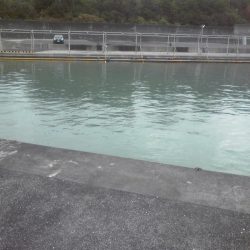 タチウオと小アジ